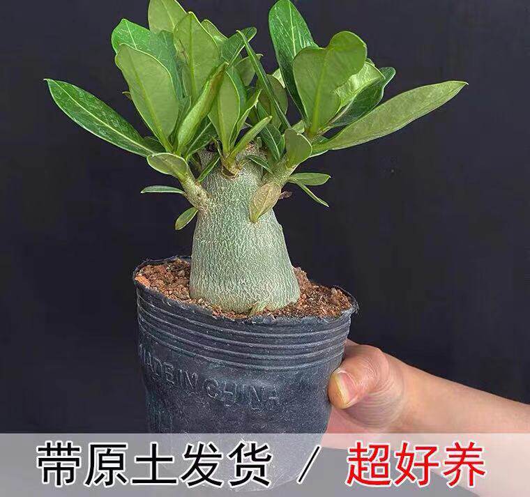 沙漠玫瑰3年四季开花阳台盆栽图片