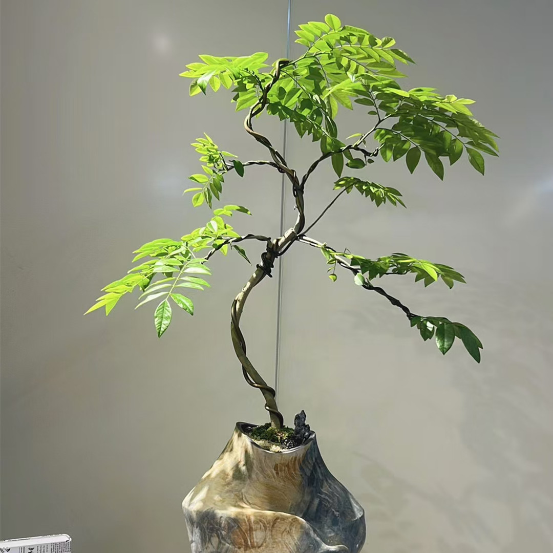 黄花梨盆栽苗盆栽地栽均可不耐寒