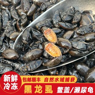 东北食用黑龙虱冷冻水鳖虫射尿龟黑色大鳖盖水龟子水蟑螂包邮顺丰