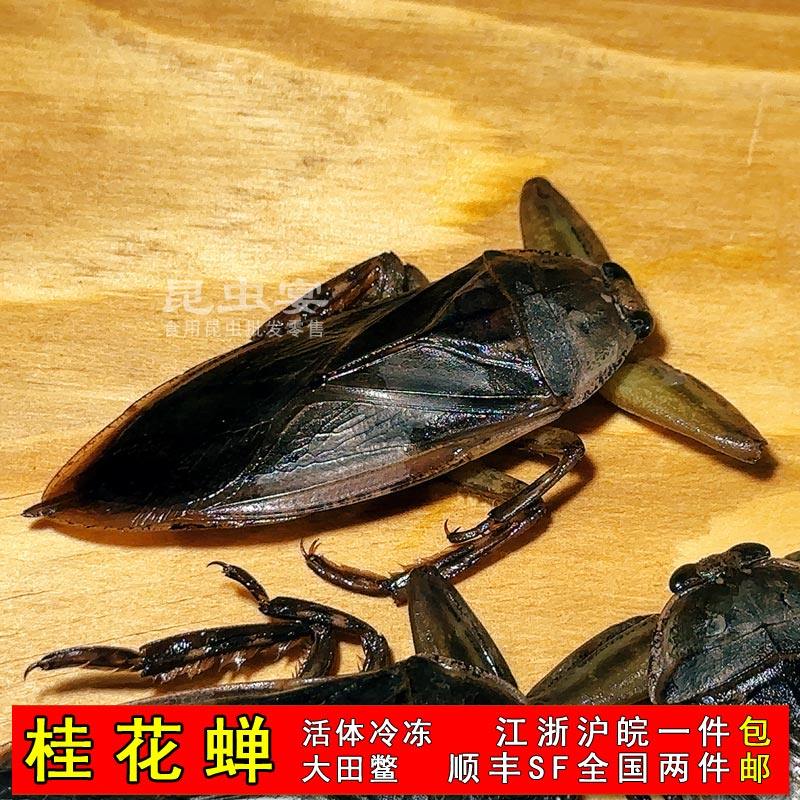 新鲜冷冻桂花蝉水知了16只大田鳖广东特产卤味水蟑螂带籽水负蝽子,水产肉类/新鲜蔬果/熟食,其它生肉制品,淘宝优惠券,粉丝福利购,淘宝优惠卷