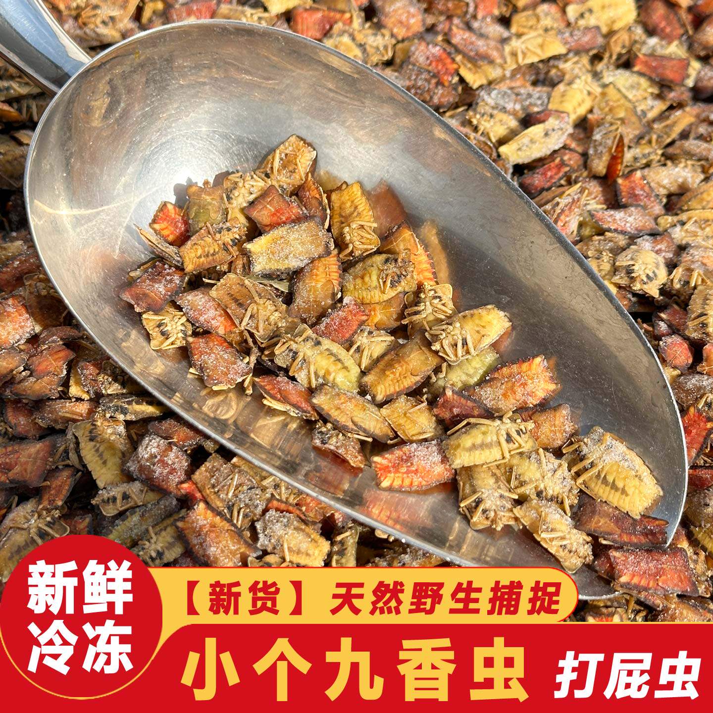 小黄九香虫臭鳖虫臭屁虫食用昆虫冷冻打屁虫野生虫子食材臭板子虫