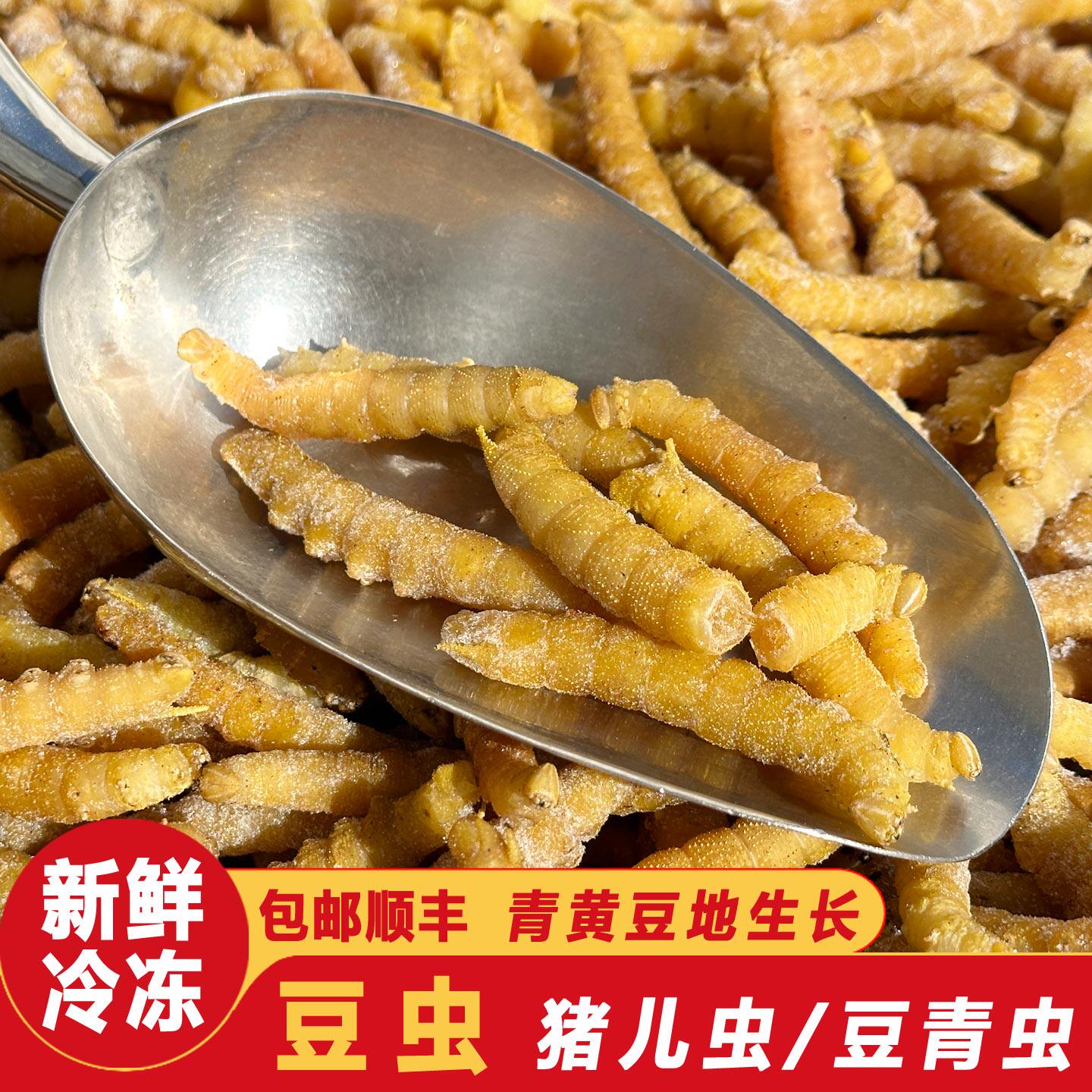 冷冻豆虫豆青虫豆天蛾幼虫灌云豆丹虫食用昆虫油炸豆蝉速冻虫子宴