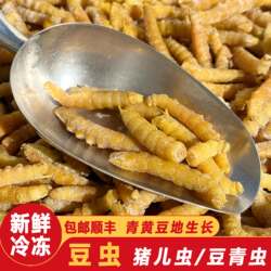 冷冻豆虫豆青虫豆天蛾幼虫灌云豆丹虫食用昆虫油炸豆蝉速冻虫子宴