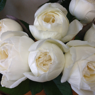 钟爱月季园欧月灌木月季婚礼之路朱丽叶京凯丽美咲新浪潮玫瑰花苗