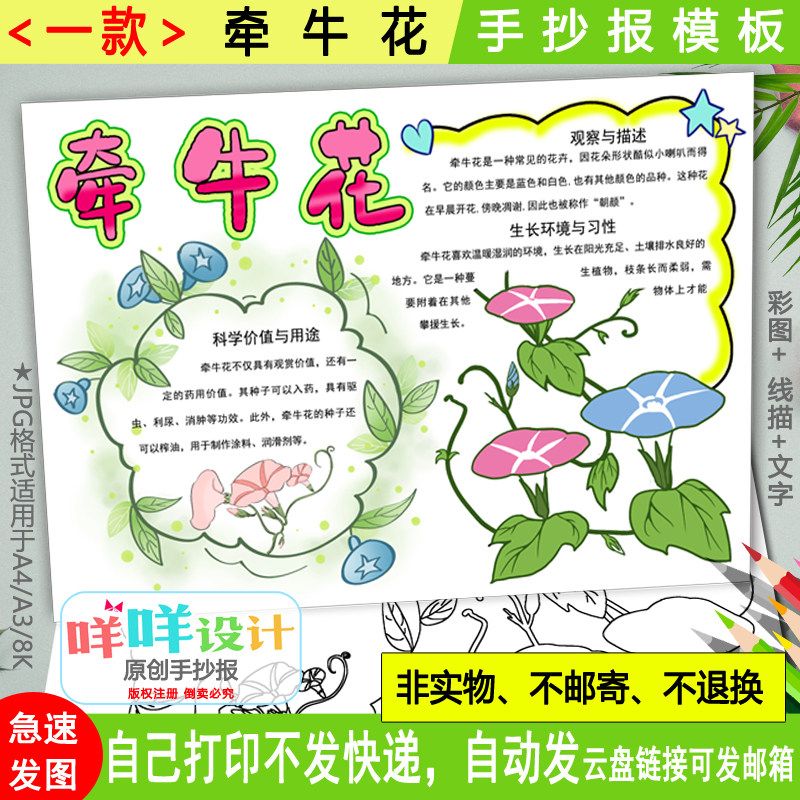 牵牛花自然笔记小报黑白线描涂色空白春天植物生长学生手抄报模板