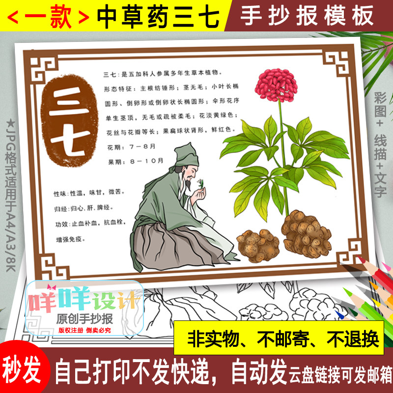 植物名片三七手抄报黑白线描涂色空白中药自然笔记小报a4a38k模板