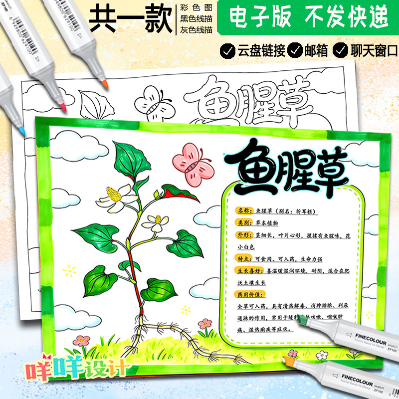 中药植物鱼腥草记录卡手抄报黑白线描可涂色植物名片自然笔记模板图片