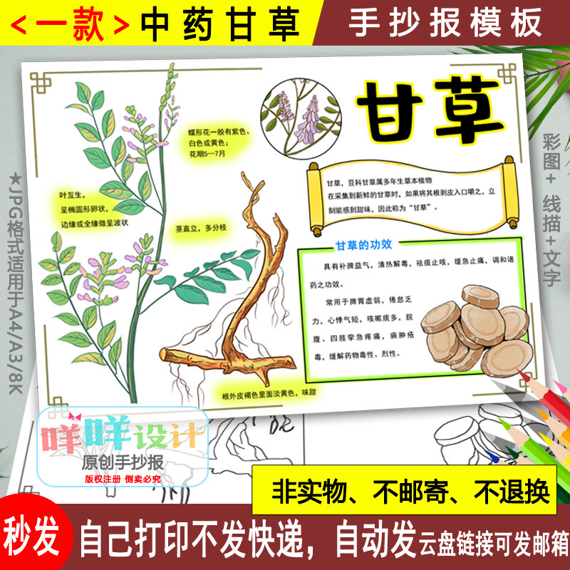 中药植物甘草手抄报黑白线描可涂色弘扬中医文化中草药小报模板