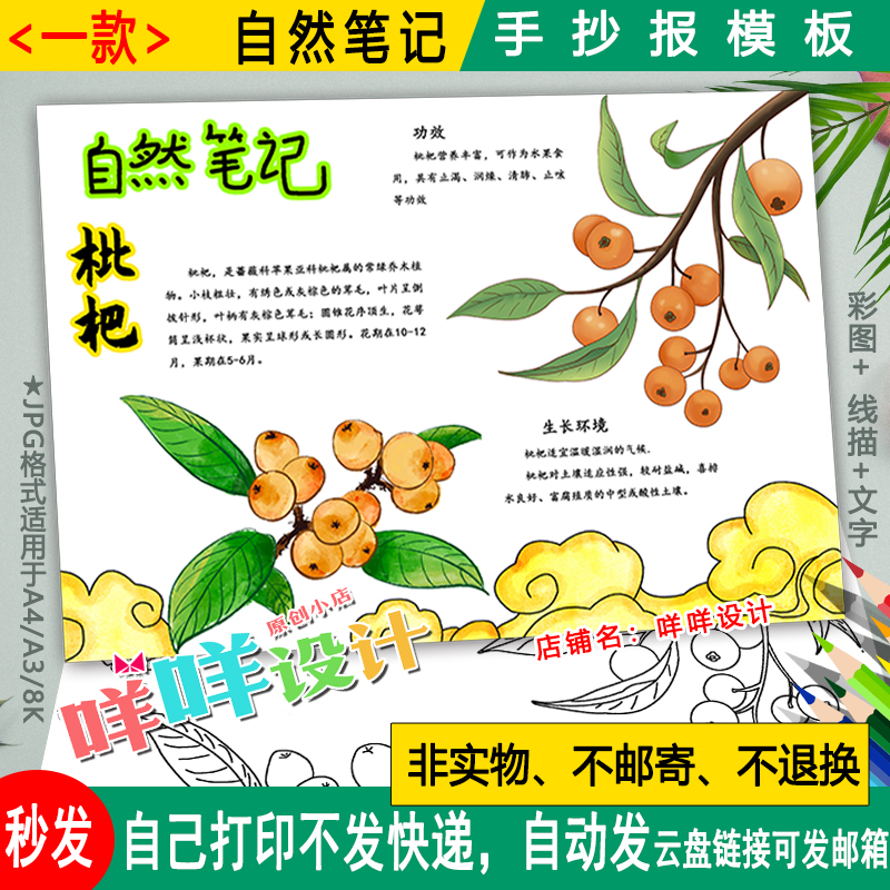 枇杷自然笔记小报黑白线描涂色空白植物生长名片小学生手抄报模板
