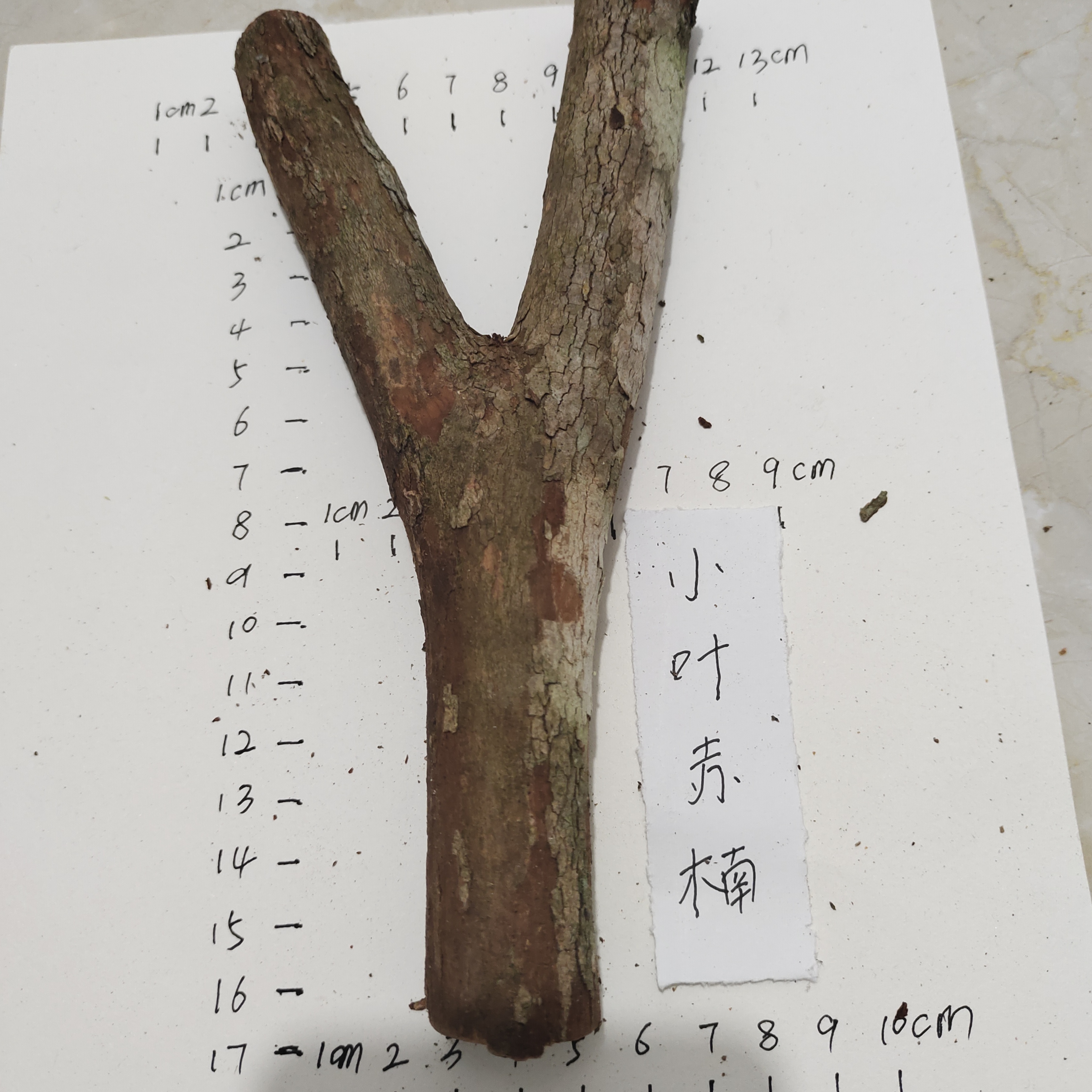 小叶赤楠山油茶红山茶稀有木种弹弓叉飞虎原叉材料老料干一物一拍