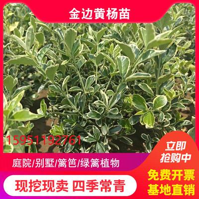 好养苗篱笆四季常青耐寒