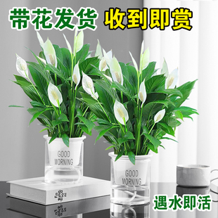 白掌盆栽一帆风顺绿萝箩花卉植物室内水培红掌绿植发财树净化空气