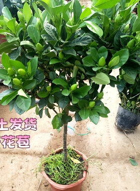 栀子花盆栽多季开花独杆棒棒糖栀子花树苗老桩大树庭院枝枝花绿植