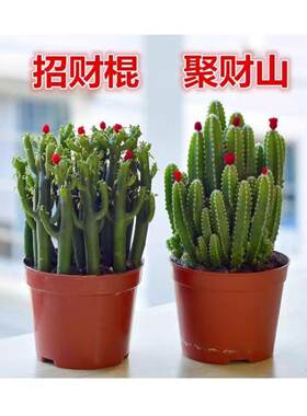多肉植物光棍树招财树发财树室内盆栽四季常青耐寒耐旱绿植花卉