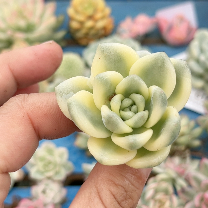 785望舒腹轮锦无根可嫁接