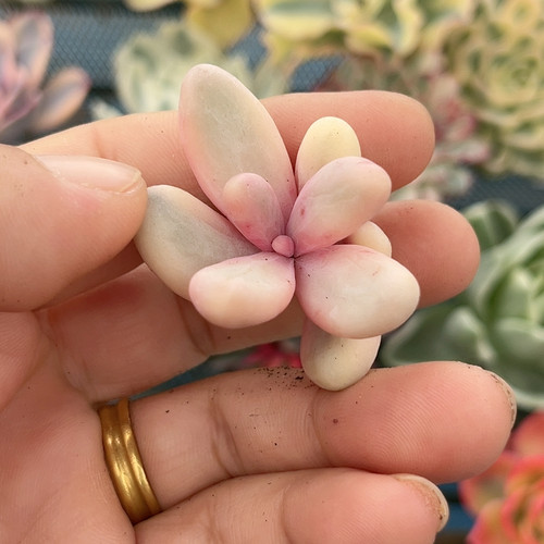 红手指腹轮锦无根可嫁接