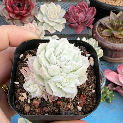 精控白蝴蝶冰边锦