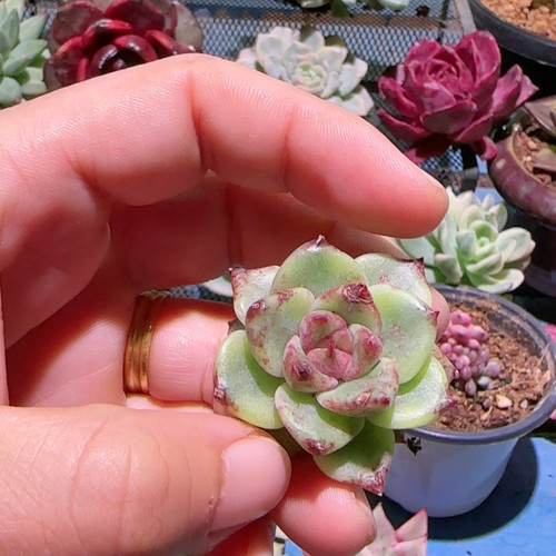 黑玫瑰彩锦复轮