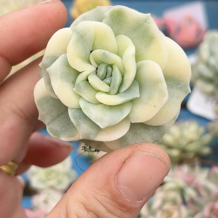 784可爱玫瑰腹轮锦炸