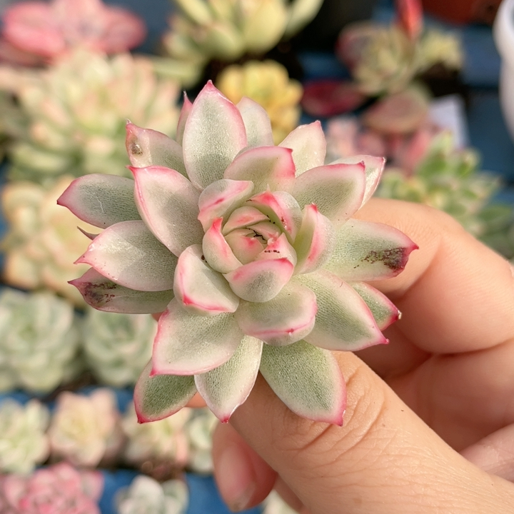 14白水晶带杆子可嫁接