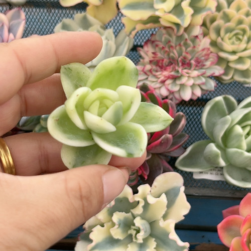翠花白腹轮锦无根炸