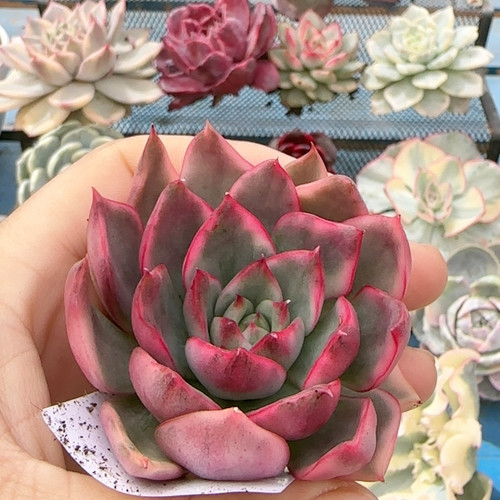 447野马彩锦复轮