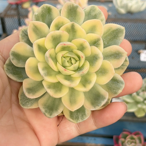 大单头月橙腹轮锦