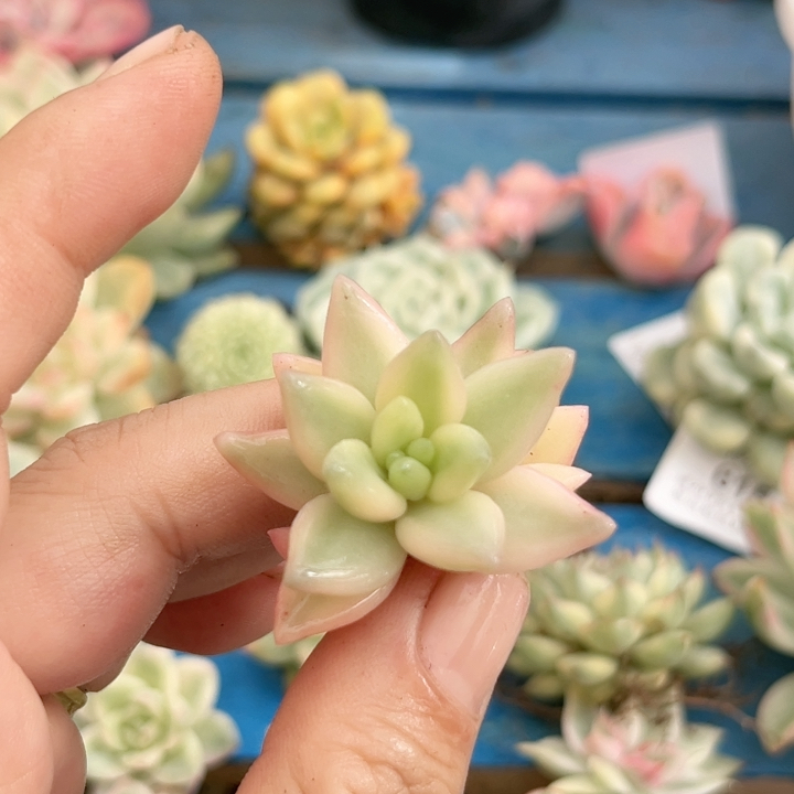 773正版蜜桃波波可嫁接