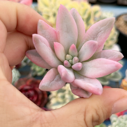 不知名粉色美人腹轮锦有根