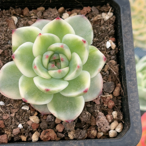 月亮石白腹轮锦可带盆发货