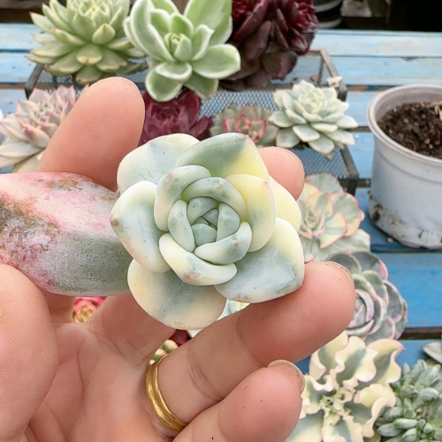 495伊莉莎白复轮锦无根
