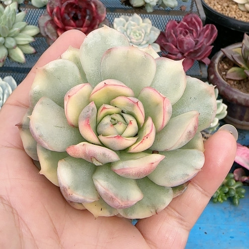 超肥草莓蛋糕复轮锦