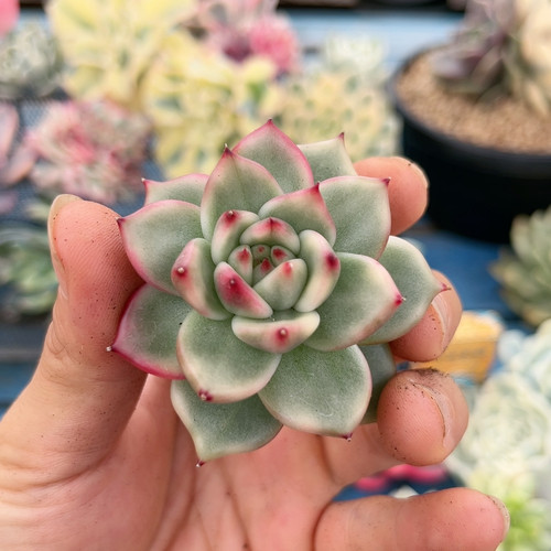 红颜蜜语锦