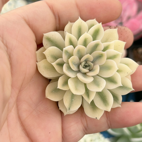 不认识锦