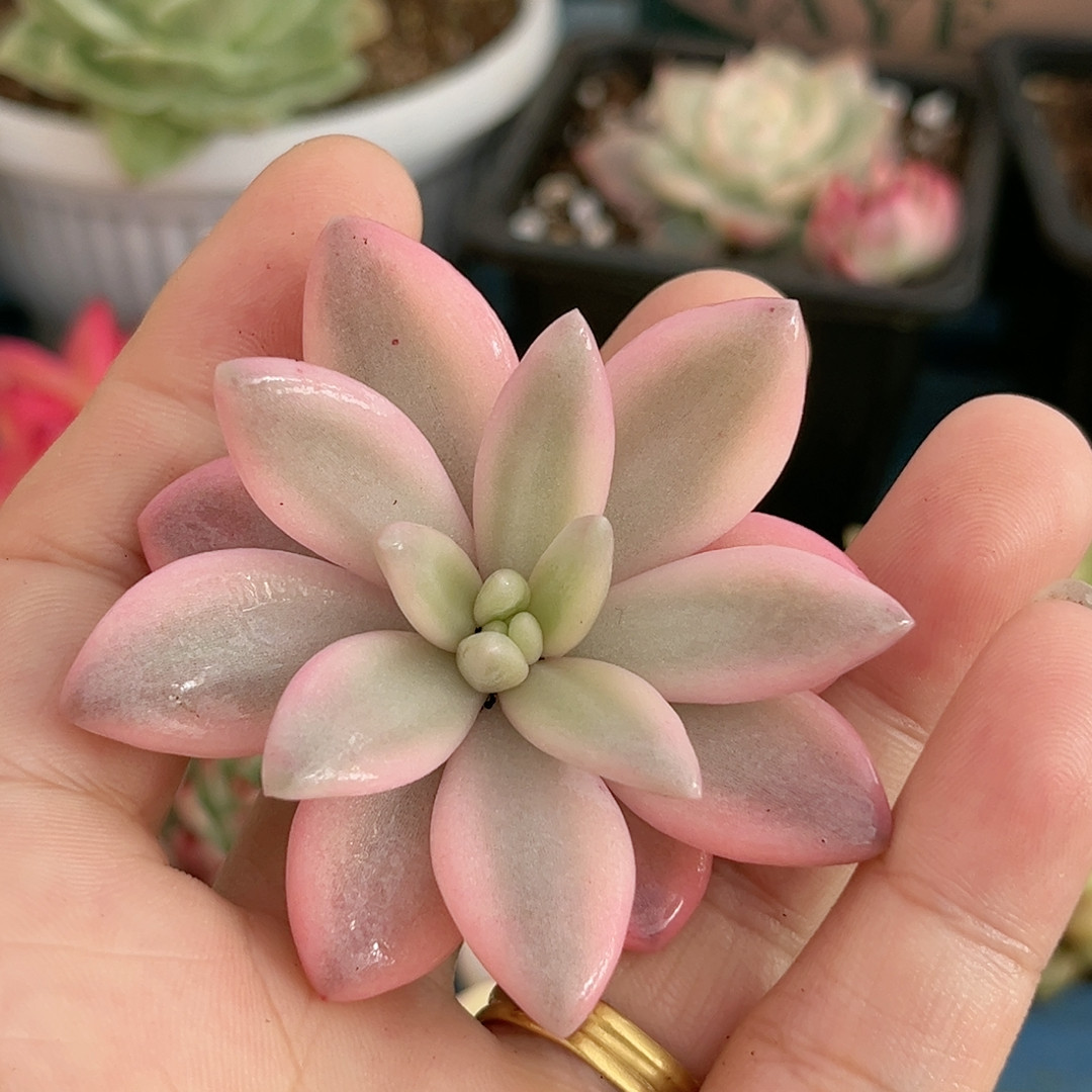 78蜜桃波波腹轮锦无根可嫁接,鲜花速递/花卉仿真/绿植园艺,多肉植物,淘宝优惠券,粉丝福利购,淘宝优惠卷