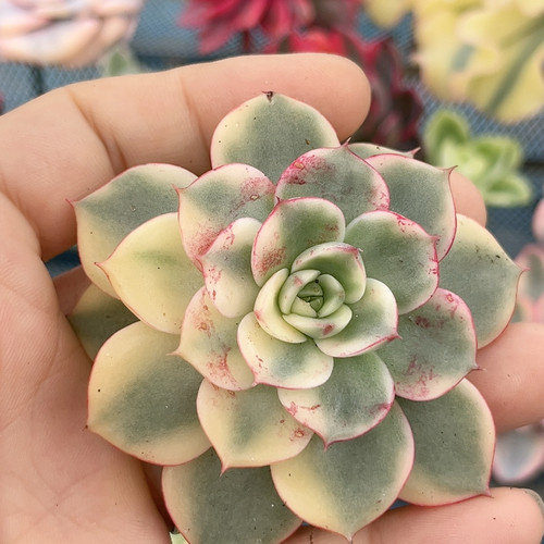 血斑斗牛士腹轮锦