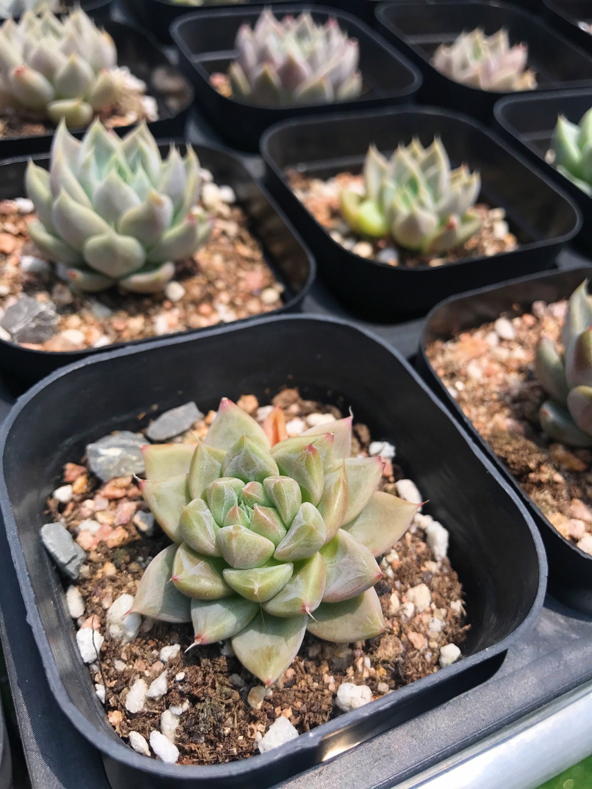 正版星云特價多肉植物星云實拍