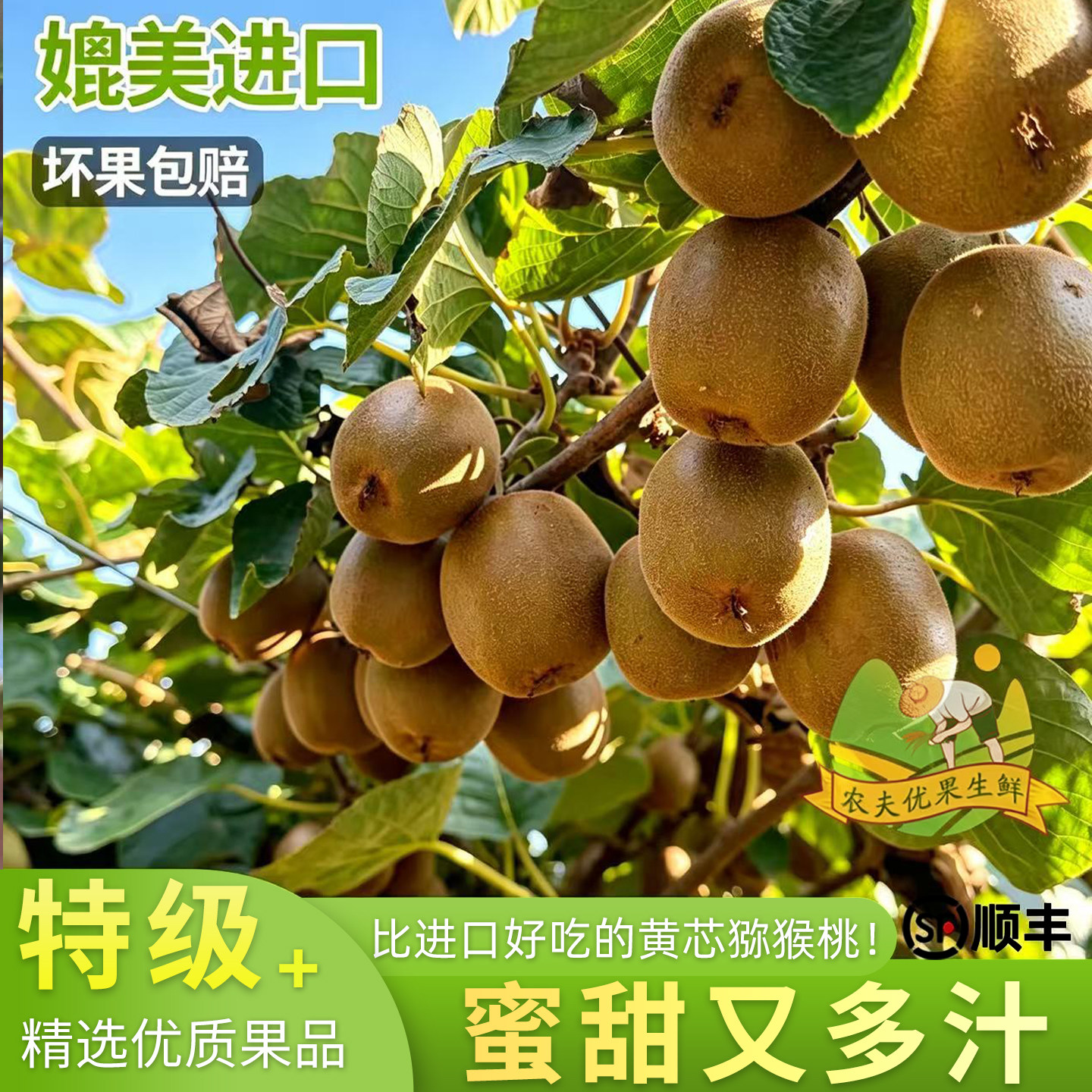 陕西农大金猕黄心猕猴桃香甜多汁