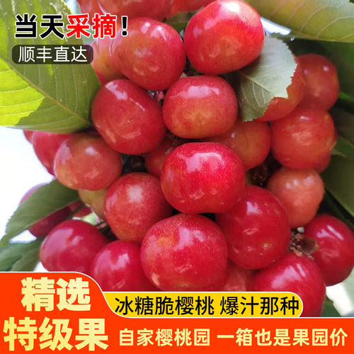 冰糖脆布鲁克斯现摘现发顺丰包邮