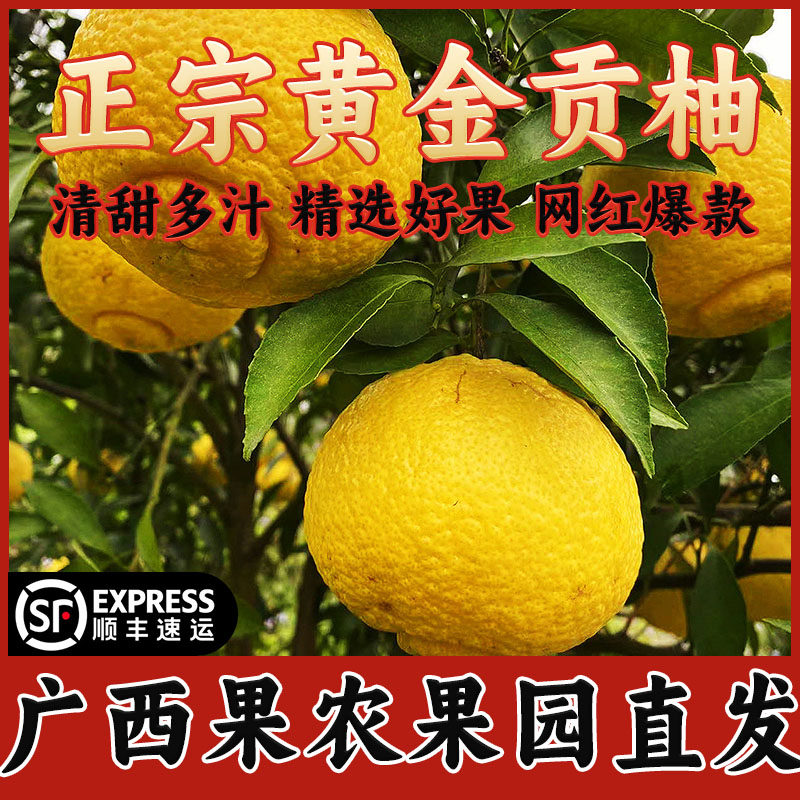 黄金贡柚*广西基地自销*10斤大果礼盒脆甜多汁 顺丰包邮 小柚子