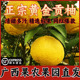 广西基地自销 10斤大果礼盒脆甜多汁 顺丰 黄金贡柚 包邮 小柚子