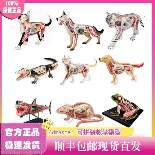 4d动物模型骨骼手办仿真4DMASTE