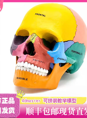 4D MASTER彩色人体头骨模型4dmaster骷髅头可拆卸解剖拼装模型