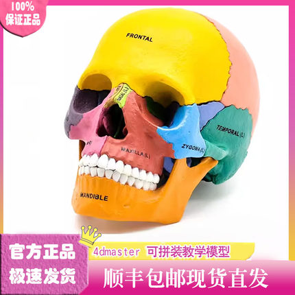 4D MASTER彩色人体头骨模型4dmaster骷髅头可拆卸解剖拼装模型