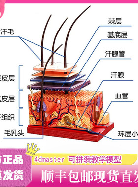 4D Master人体皮肤和毛发模型面部毛囊结构4dmaster拼装教学模具