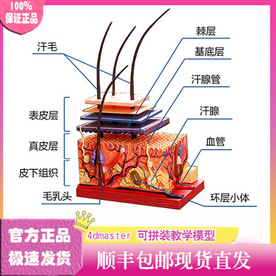4dmaster皮肤毛发模型顺丰包邮