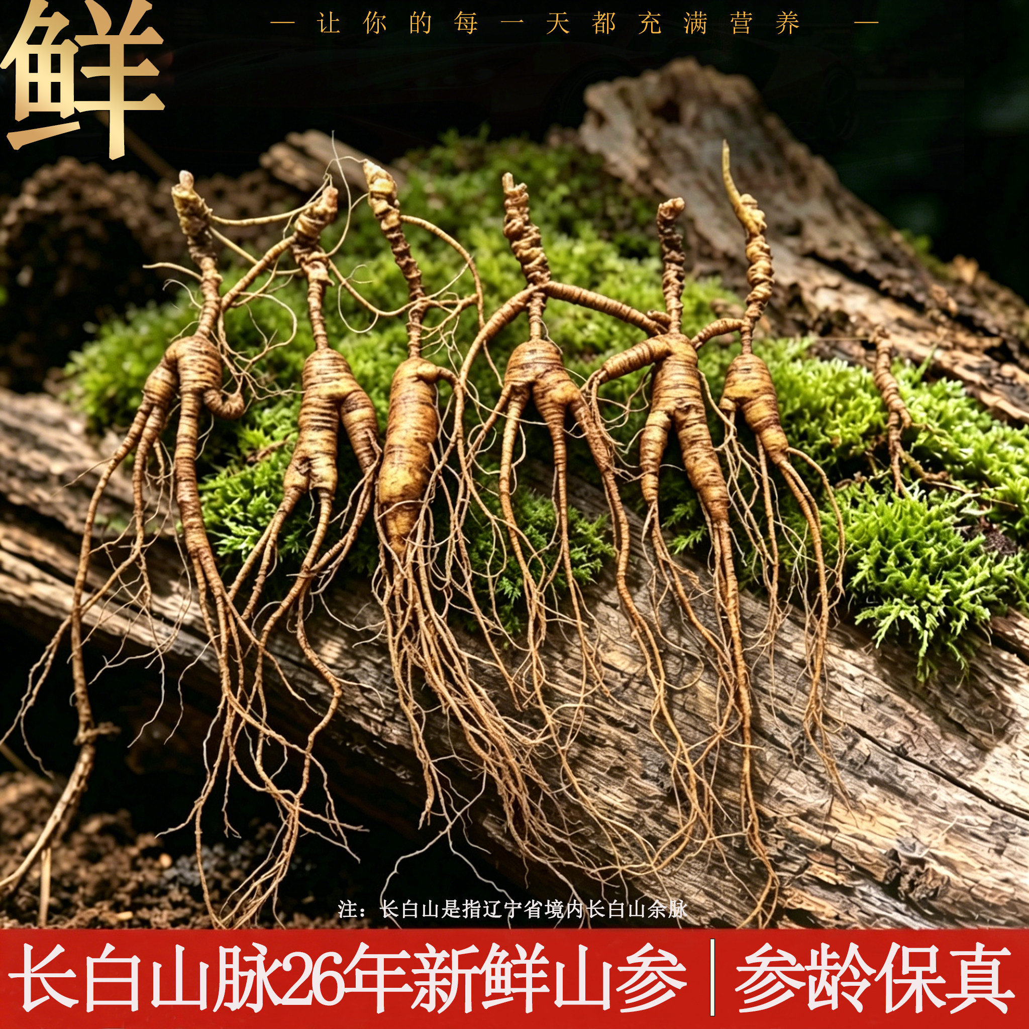 长白山现挖林下籽参泡酒煲汤好物