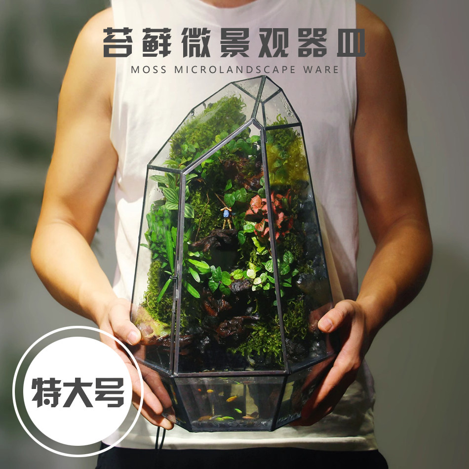 创意透明绿植多肉花盆微景观