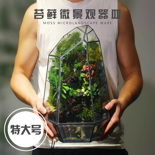 创意透明绿植多肉花盆微景观