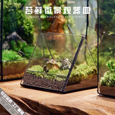 桌面雨林造景透明苔藓微景观器皿